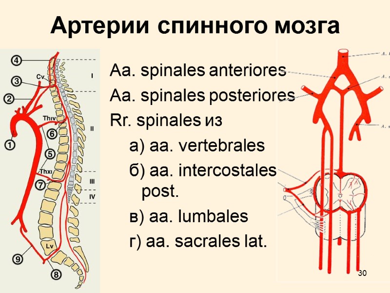 30 Артерии cпинного мозга Aa. spinales anteriores Aa. spinales posteriores Rr. spinales из а)